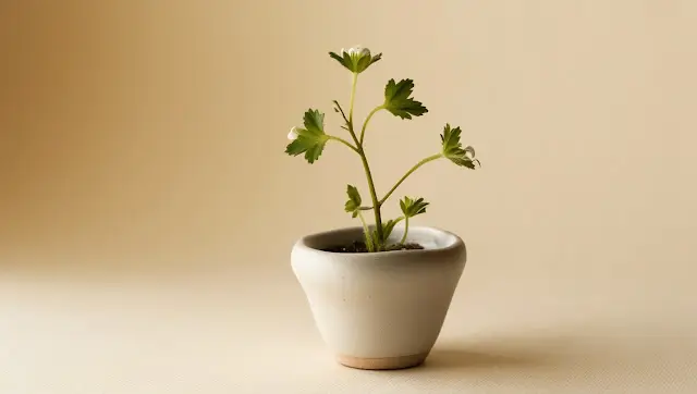 A Little Plan: Answering questions from poem for class 8 2 A Little Plan